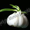 Sprouting Garlic Bulb